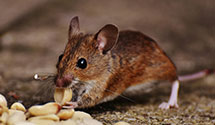24 Hour & Emergency Exterminators in White Rock, CA